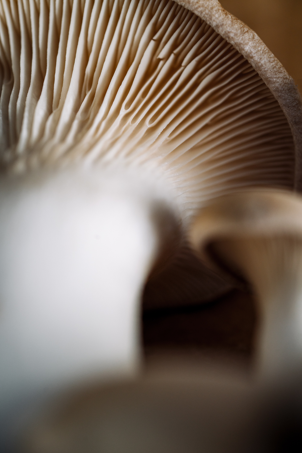 Mushroom_Clams-2